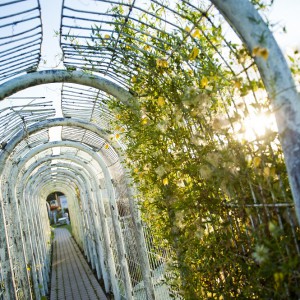 The University Library roof garden, photo
